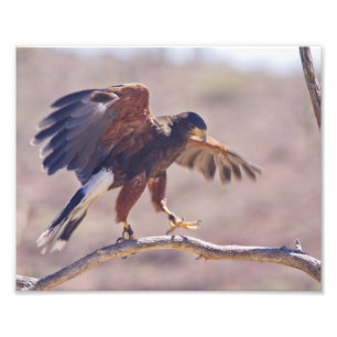 Impression Photo Harris' Hawk