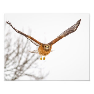 Impression Photo Hawk en vol