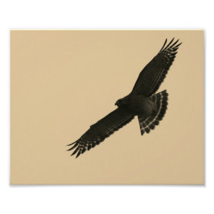 Impression Photo Hawk en vol