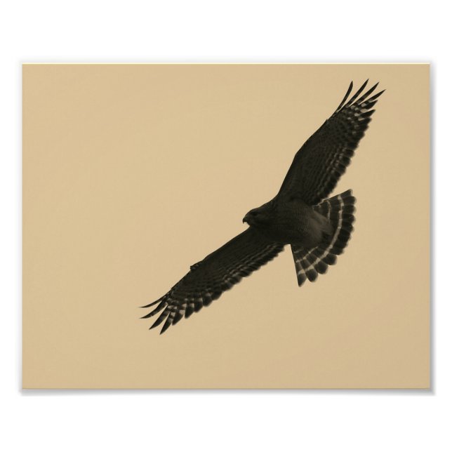 Impression Photo Hawk en vol (Devant)