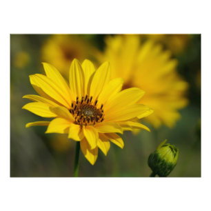 Impression Photo Hélénium de marguerite jaune