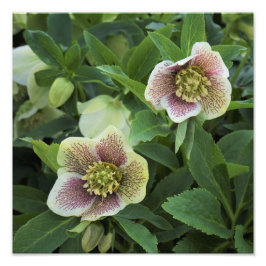 Impression Photo Hellebore de 12 po x 12 po