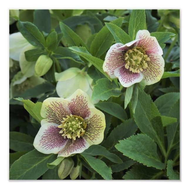 Impression Photo Hellebore de 12 po x 12 po (Devant)