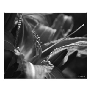 Impression Photo Hémérocalle dans les ombres