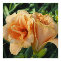 Hemerocallis orange 16"x16"