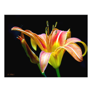 Impression Photo Hemerocallis sauvage lors d'une randonnée matinale