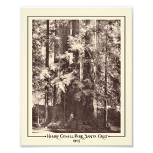 Impression Photo Henry Cowell Park, Père Noël Cruz, Californie 19