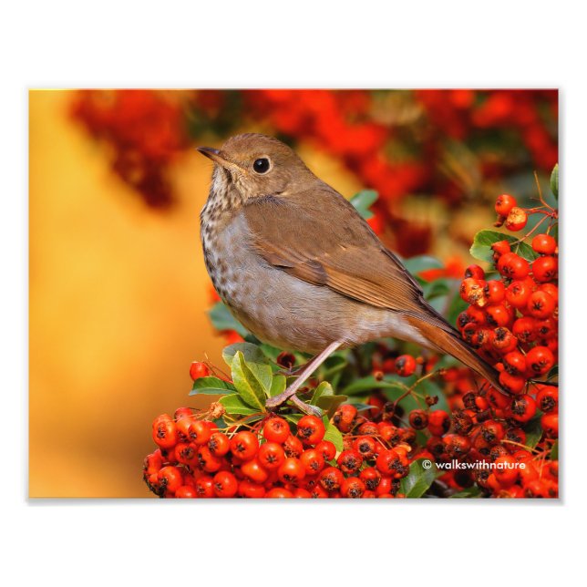 Impression Photo Hermite Thrush Songbird sur l'araignée de feu (Devant)