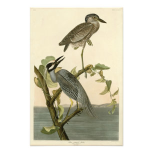 Impression Photo Héron à tête jaune d'Audubon Birds of America