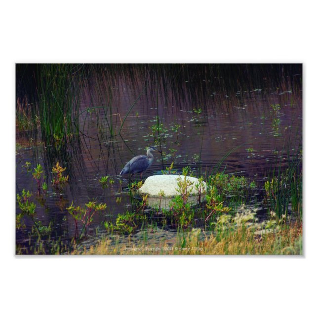 Impression Photo Heron P9687 (Devant)