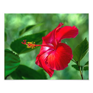 Impression Photo Hibiscus Blossom