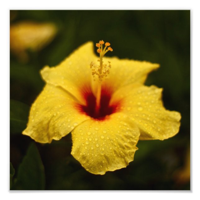 Impression Photo Hibiscus du jour de la pluie (Devant)