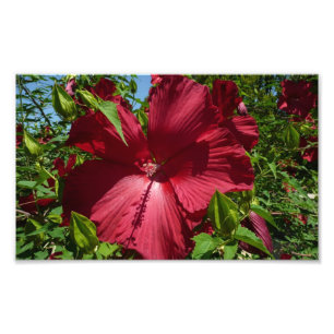Impression Photo Hibiscus Flower and Blue Sky
