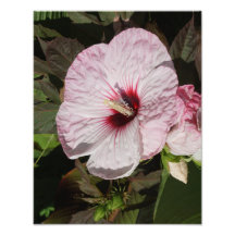 Hibiscus Hardy de 11 po x 14 po