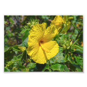 Impression Photo Hibiscus jaune Fleur d'État Hawaii