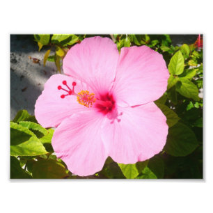 Impression Photo Hibiscus rose Fleur tropicale