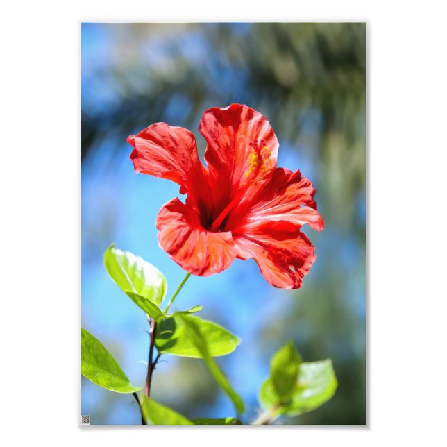 Impression Photo Hibiscus rouge (Devant)