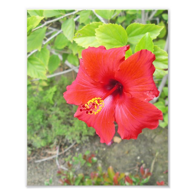 Impression Photo Hibiscus rouge stigmate jaune (Devant)