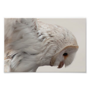 Impression Photo Hibou de grange