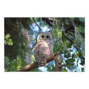 Impression Photo Hibou de huée sauvage regardant fixement dans la