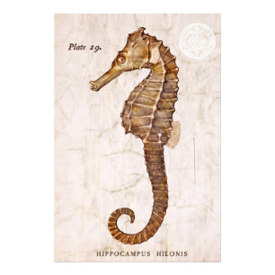 Impression Photo Hippocampe vintage - hippocampes antiques