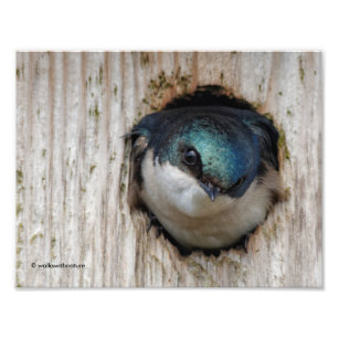 Impression Photo Hirondelle d'arbre, nouveau propriétaire de la boî