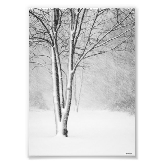 Impression Photo Hiver Blizzard Snowy Tree White-Out Abstrait (Devant)