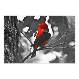 Impression Photo Homme Scarlet Tanager