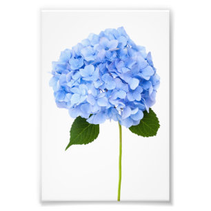 Impression Photo Hortensia