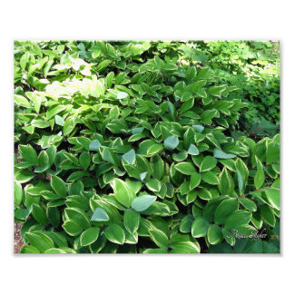 Impression Photo Hosta Bed