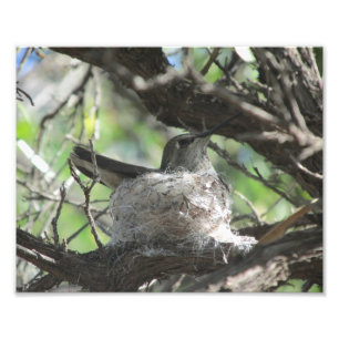 Impression Photo Hummingbird on Niest