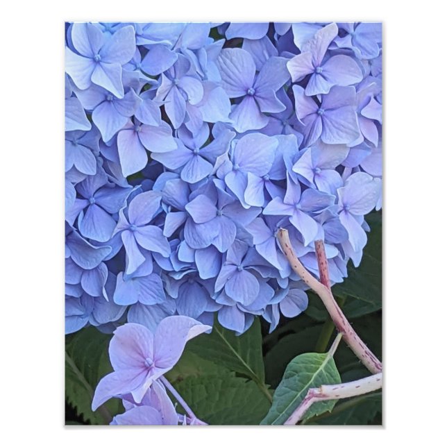 Impression Photo Hydrangea à Tête de Moppe Bleue Fleur (Devant)