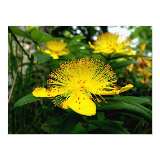 Impression Photo Hypericum calycinum (Devant)