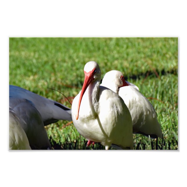 Impression Photo Ibis blanc américain (Devant)