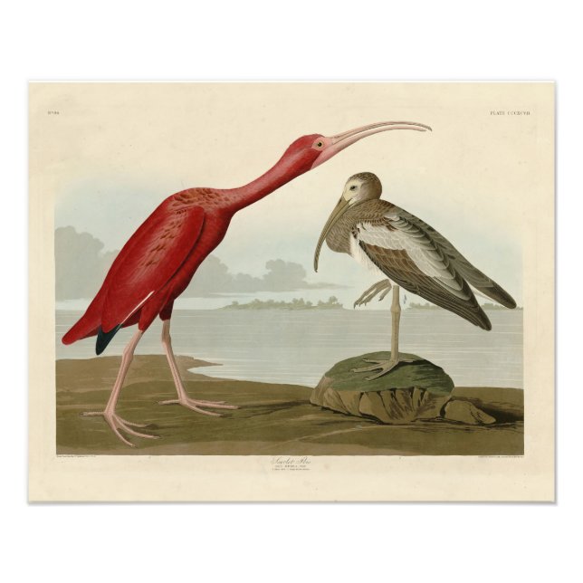 Impression Photo Ibis écarlate - de Audubon's Birds of America Pho (Devant)