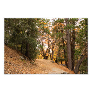 Impression Photo Idyllwild - Pine Cove