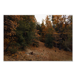 Impression Photo Idyllwild - Pine Cove