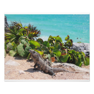 Impression Photo Iguana et mer turquoise