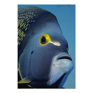 Impression Photo Îles Caïmans, Poisson ange français Pomacanthus