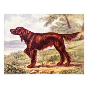 Impression Photo Illustration 1900 de poseur irlandais de chien