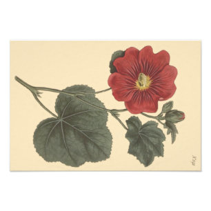 Impression Photo Illustration botanique de la rose trémière de Seri