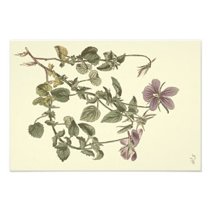 Impression Photo Illustration botanique de la violette cornue