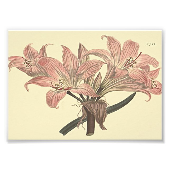 Impression Photo Illustration botanique rose Belladonna Lily (Devant)