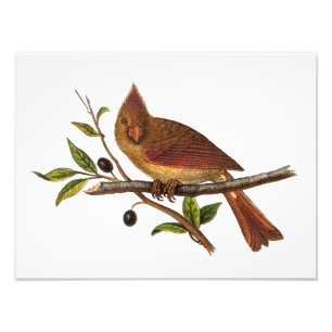 Impression Photo Illustration cardinale vintage d'oiseau de chanson