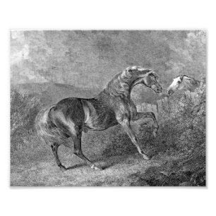 Impression Photo Illustration de cru de cheval d'étalon