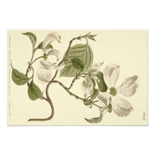 Impression Photo Illustration de fleurs de cornouiller blanc