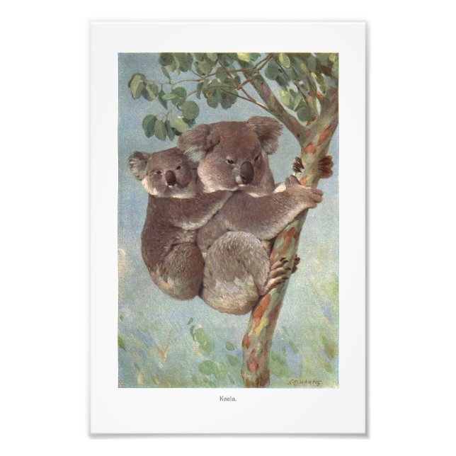 Impression Photo Illustration de l'ours Koala dans l'arbre (Devant)