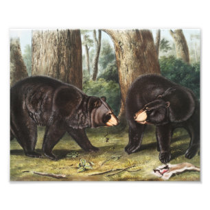 Impression Photo Illustration de l'ours noir américain Ursus Americ