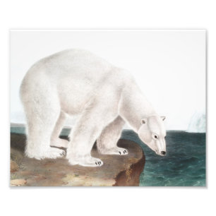 Impression Photo Illustration de l'Ours polaire (Ursus maritimus)