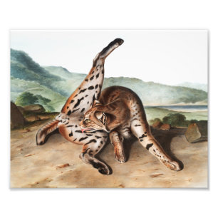 Impression Photo Illustration de Lynx texane (Lynx rufus var macula